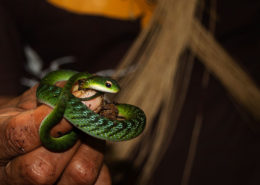 PER 78 Puerto Maldonado Snake SM