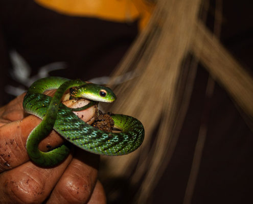 PER 78 Puerto Maldonado Snake SM