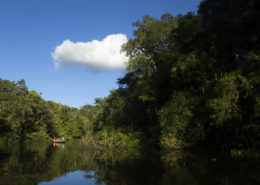 Jungle: Puerto Maldonado