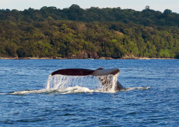 Whale Watching - Pacific - Nuqui