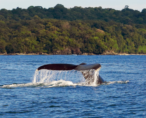 Whale Watching - Pacific - Nuqui