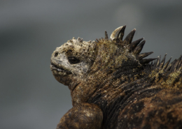 Galapagos Island Hopping: Santa Cruz & Isabela