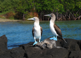 Peru, Ecuador & Galapagos 4