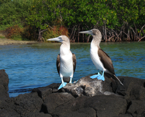 Peru, Ecuador & Galapagos 4