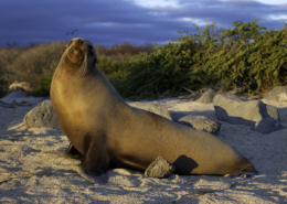 Galapagos: San Cristobal & Santa Cruz