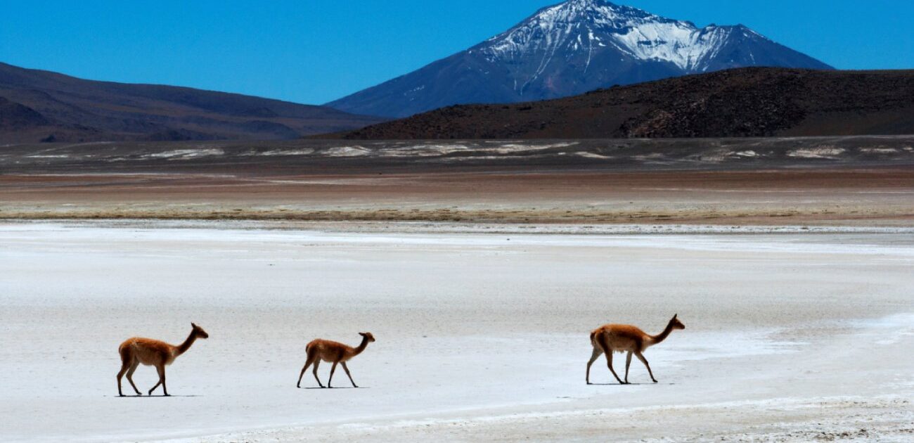 Vicuñas on Uyuni's Salt Flats (photo: Juan Carlos Gonzalez)