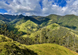 Wax palm forest at La Carbonera (photo: Juan Carlos Gonzalez)