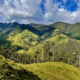 Wax palm forest at La Carbonera (photo: Juan Carlos Gonzalez)