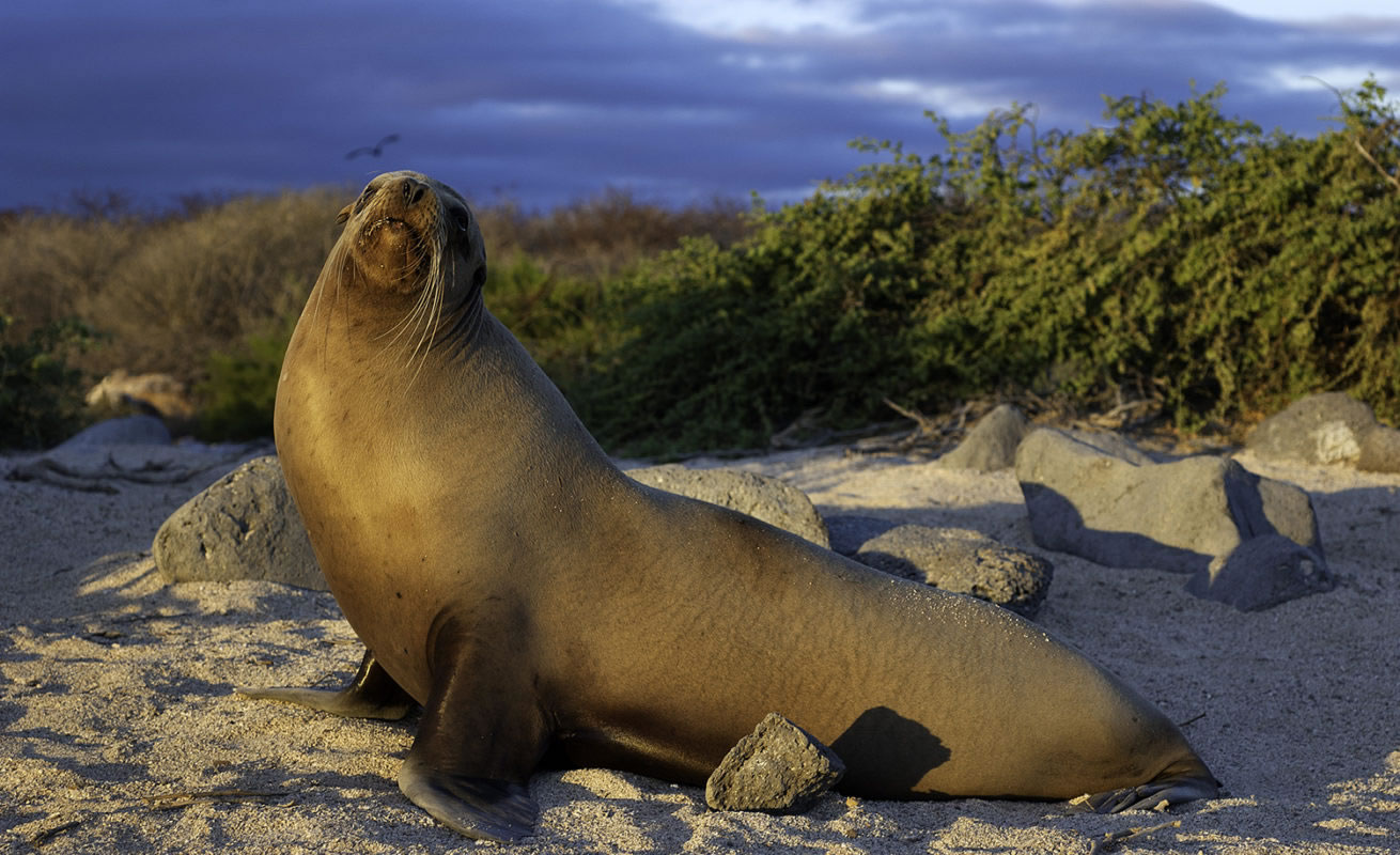 Andes World Travel - DMC 1