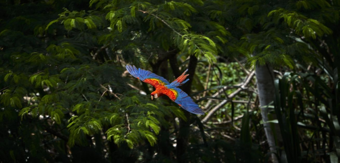 Scarlet Macaw (photo: Paul Bertner for Rainforest Expeditions) 2020 New Scarlet Macaw by Paul Bertner