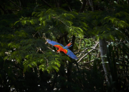 First Class Jungle Lodges: Three Levels of Amazon Immersion 2 2020 New Scarlet Macaw by Paul Bertner