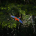 2020 New Scarlet Macaw by Paul Bertner