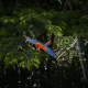 2020 New Scarlet Macaw by Paul Bertner